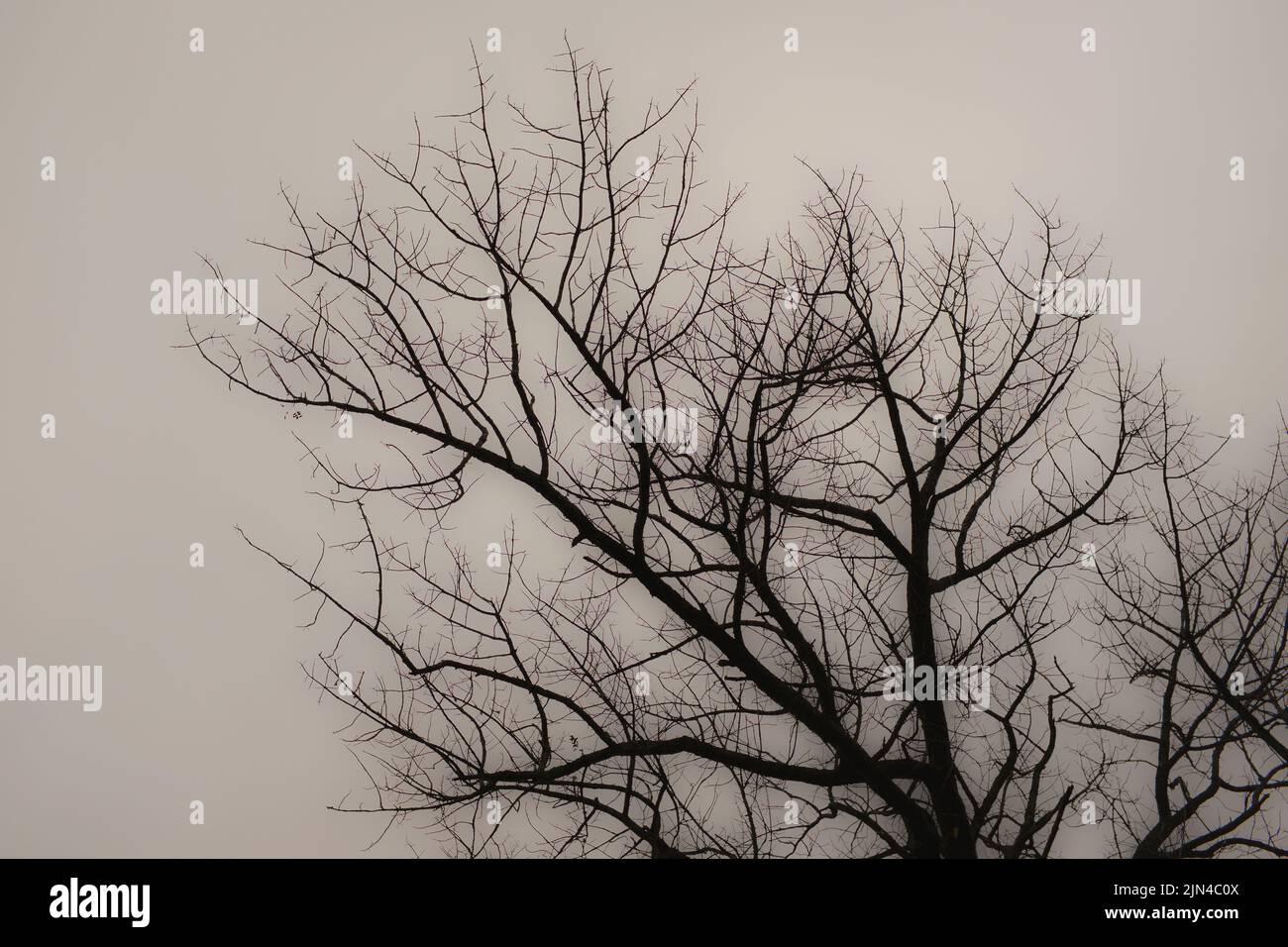 Silhouette of Bare Tree Branches against Cloudy Sky Stock Photo