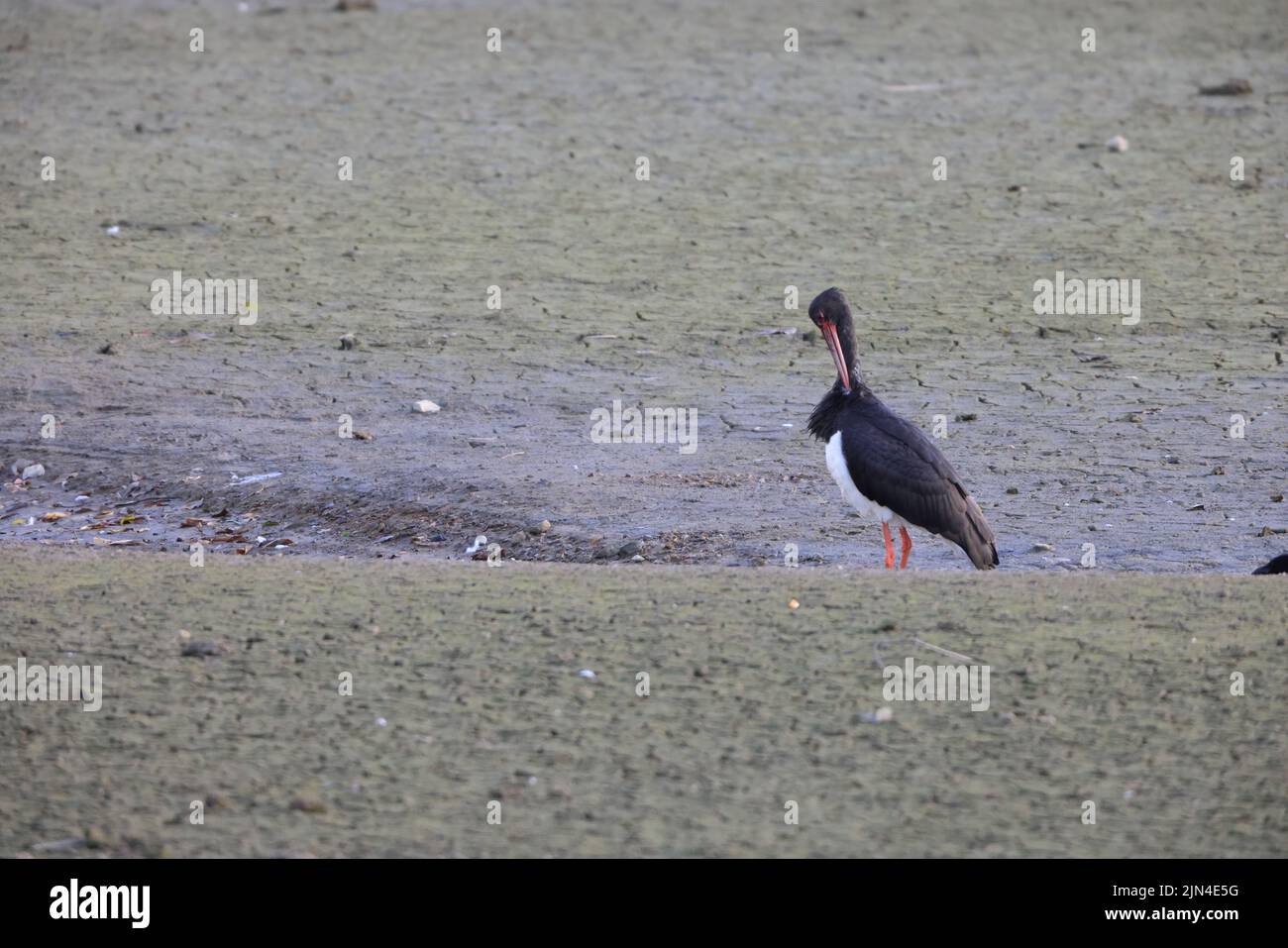 Black stork (Ciconia nigra) in Japan Stock Photo