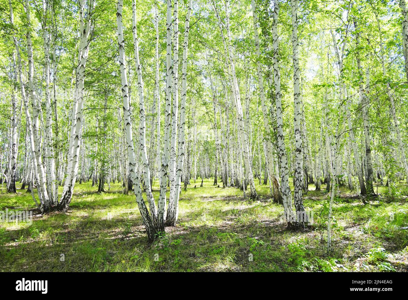 Birch forest, summer nature background Stock Photo - Alamy
