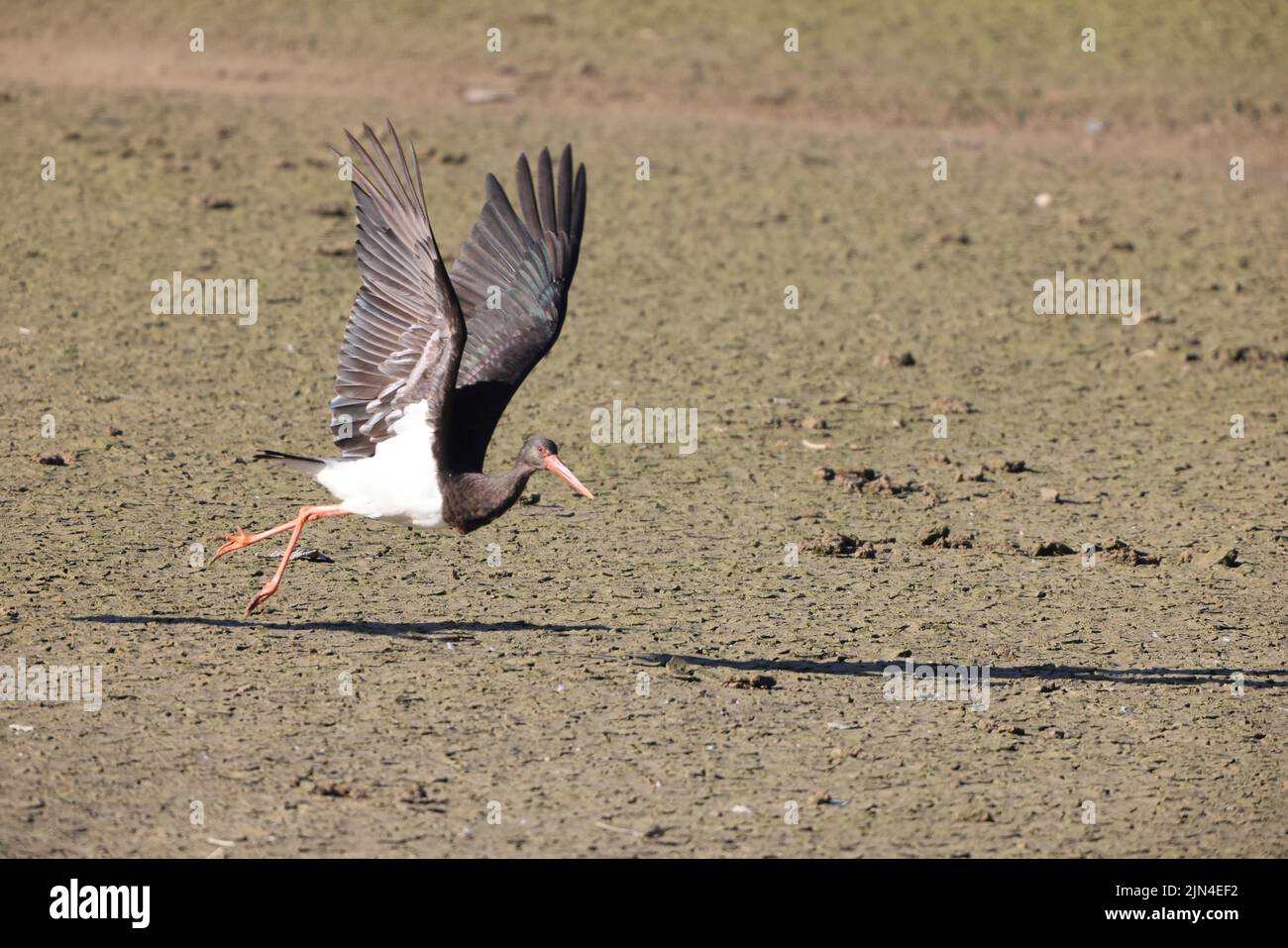 Black stork (Ciconia nigra) in Japan Stock Photo