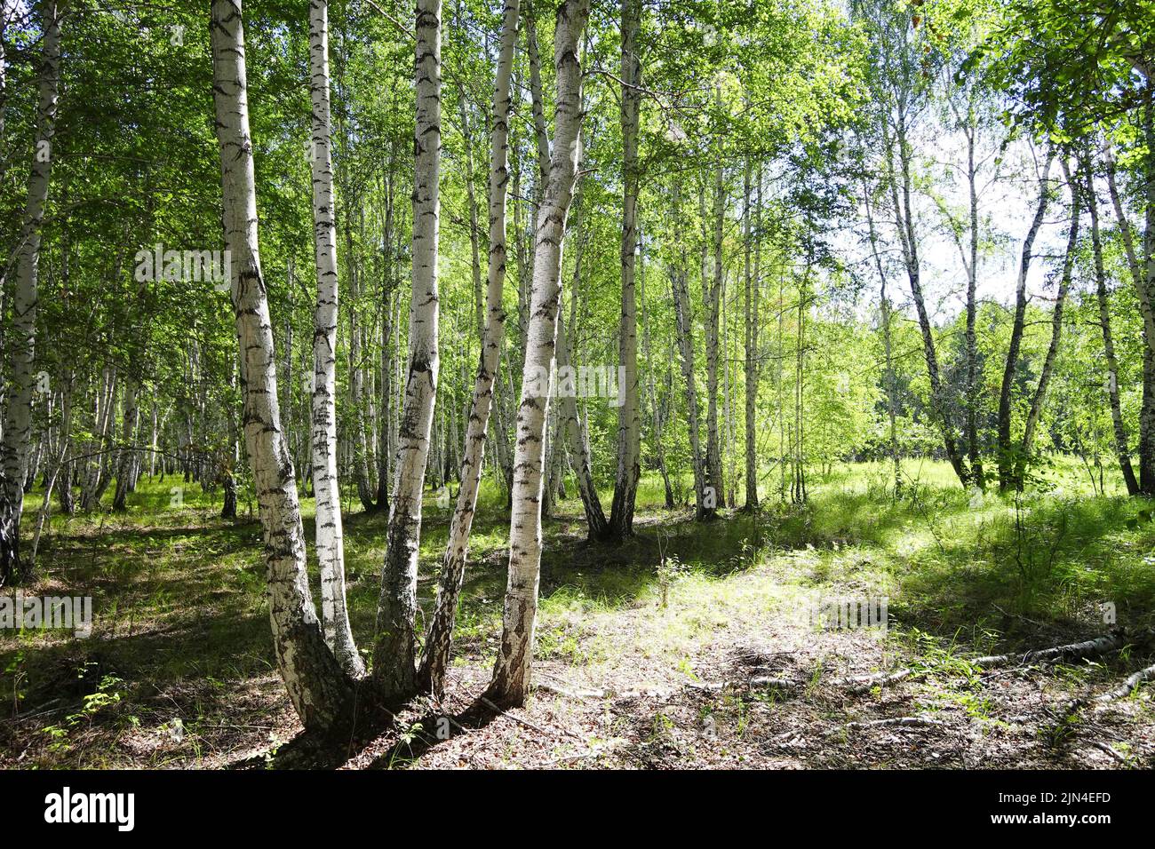 Birch forest, summer nature background Stock Photo - Alamy