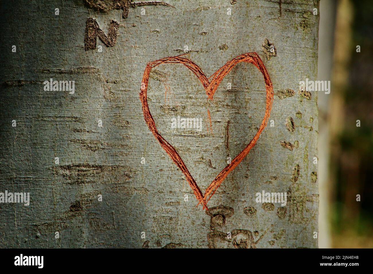 A heart carved on tree as a symbol of love Stock Photo