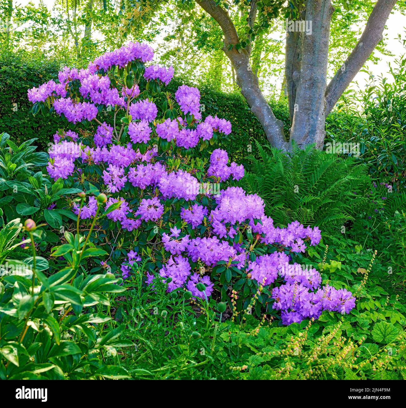 Purple Rhododendron Flowers. A series of Purple Rhododendron in my