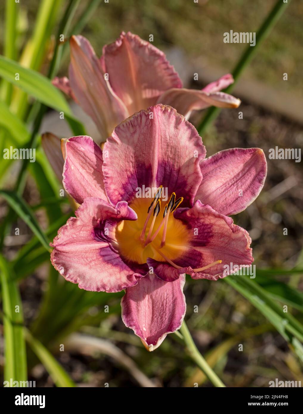 'Mel's Folly' Daylily, Daglilja (Hemerocallis) Stock Photo