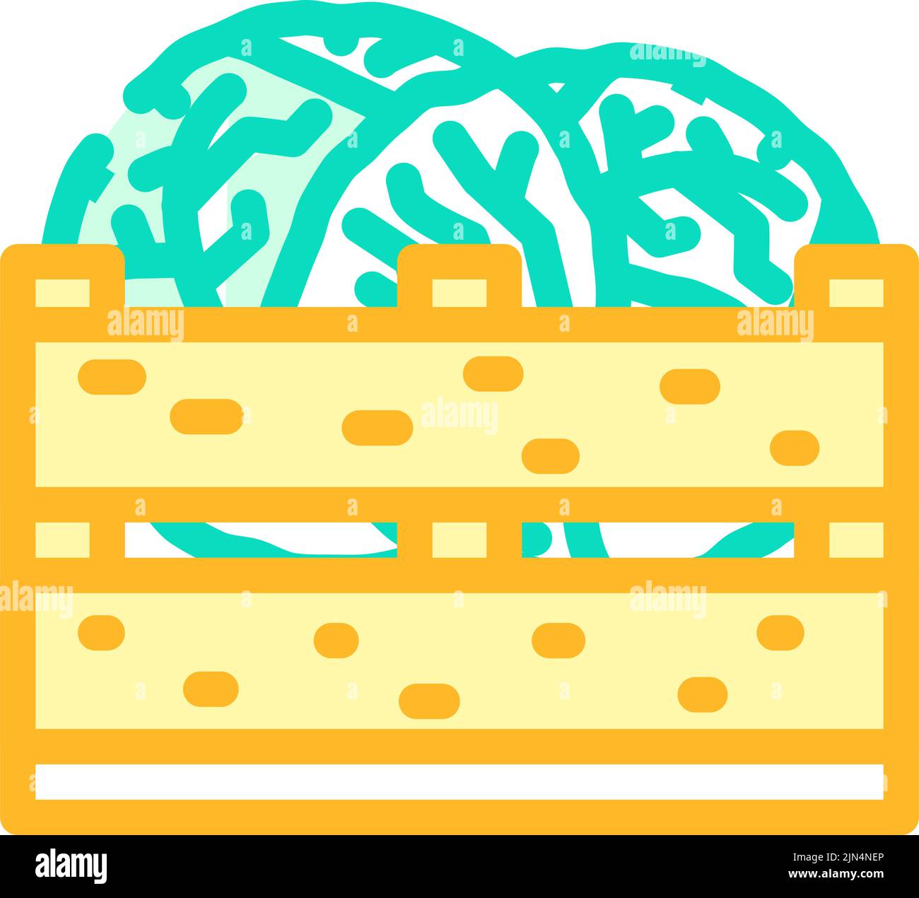 box cabbage color icon vector illustration Stock Vector Image & Art - Alamy