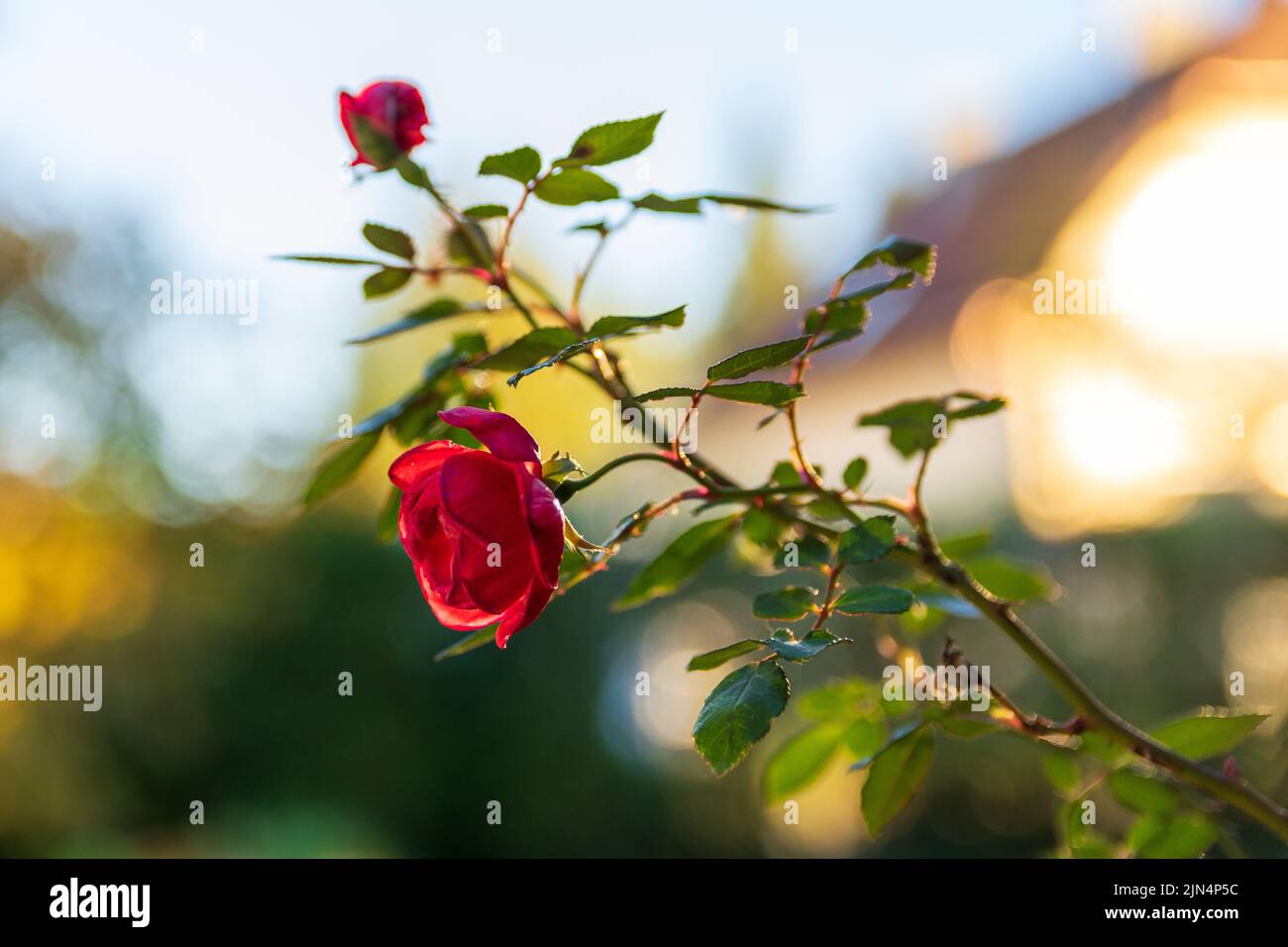 A closeup of growing red rose isolated in blurred background Stock ...
