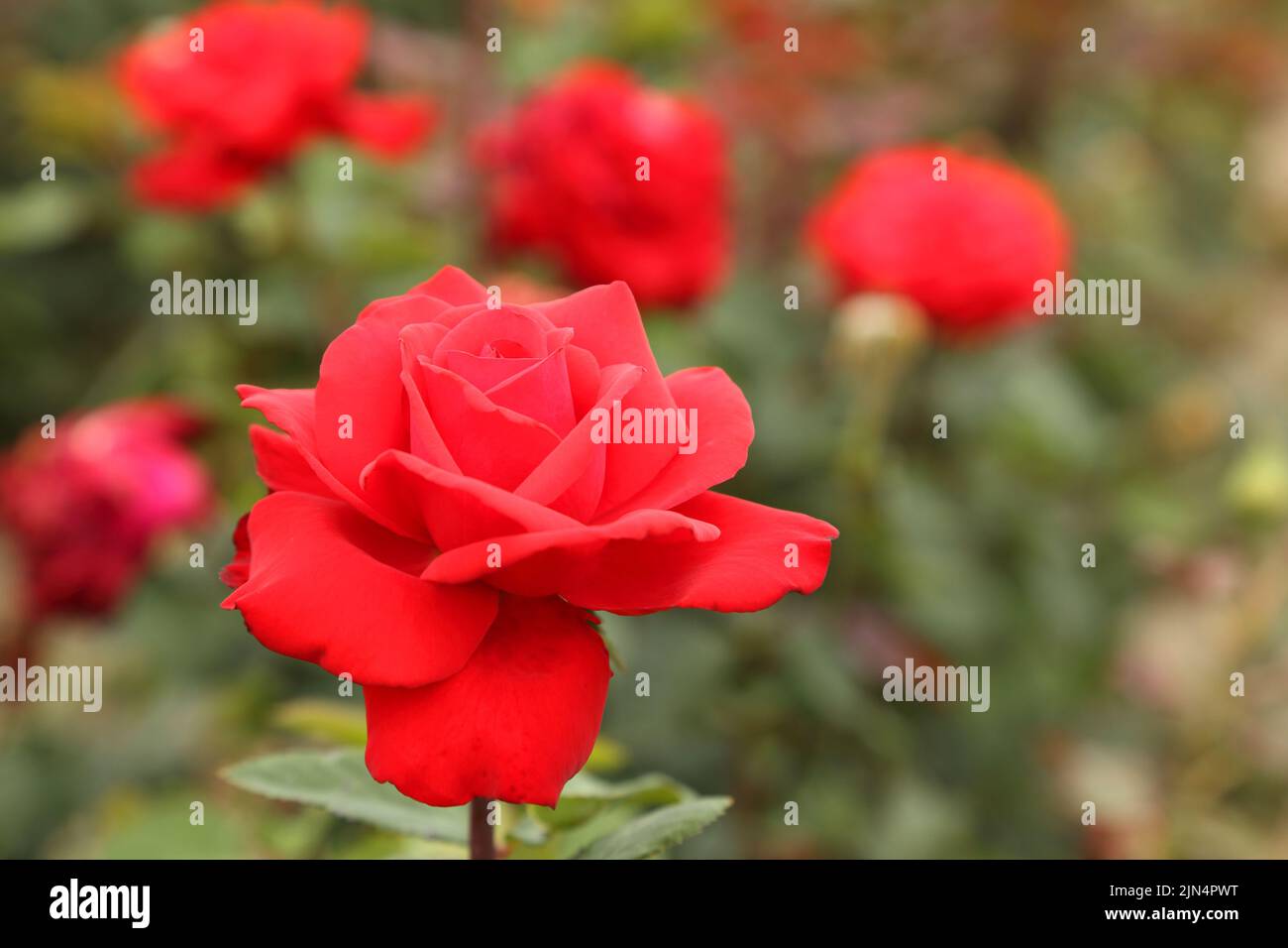 Rose plantation. Growing roses for seedlings. Rose farm Stock Photo Alamy
