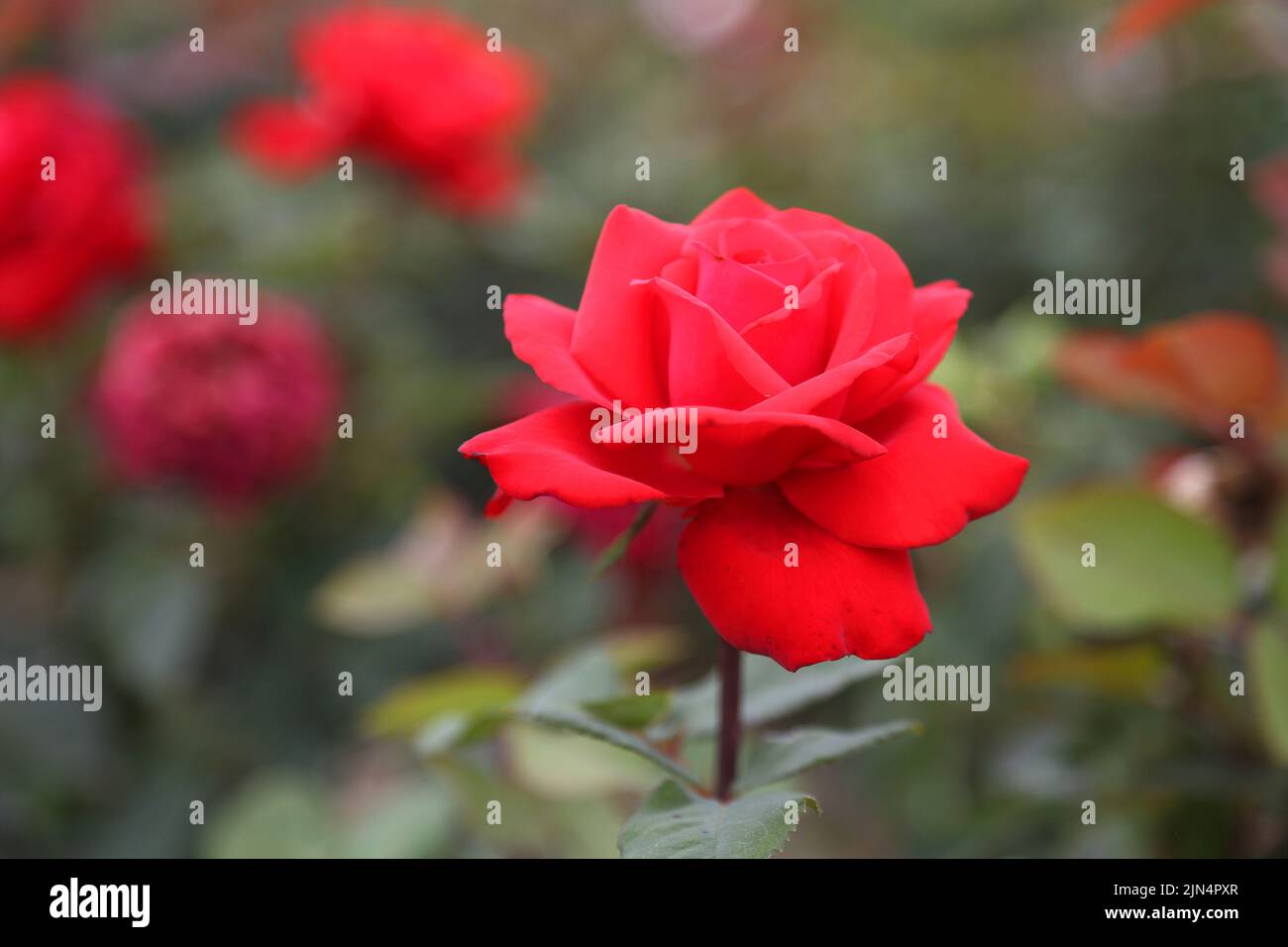 Rose plantation. Growing roses for seedlings. Rose farm Stock Photo Alamy