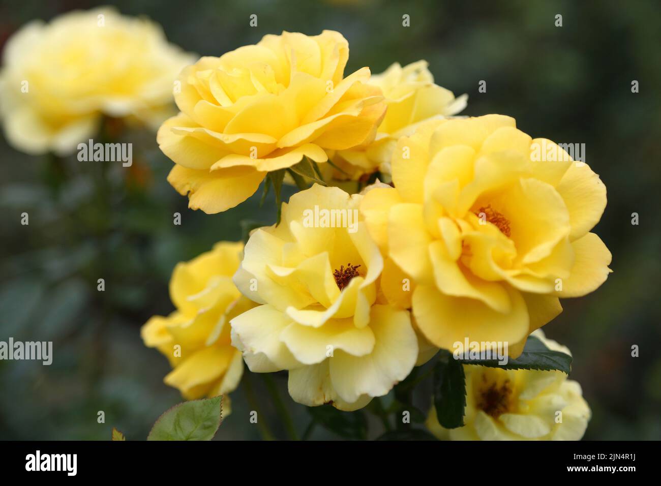 Rose plantation. Growing roses for seedlings. Rose farm Stock Photo Alamy