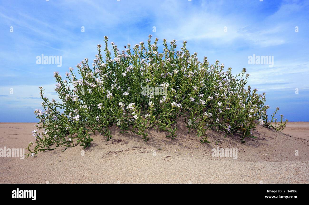Cakile maritima or Sea rocket.Plant in the mustard family Brassicaceae. Widespread on coastlines in Europe,Western Asia,North Africa. Stock Photo