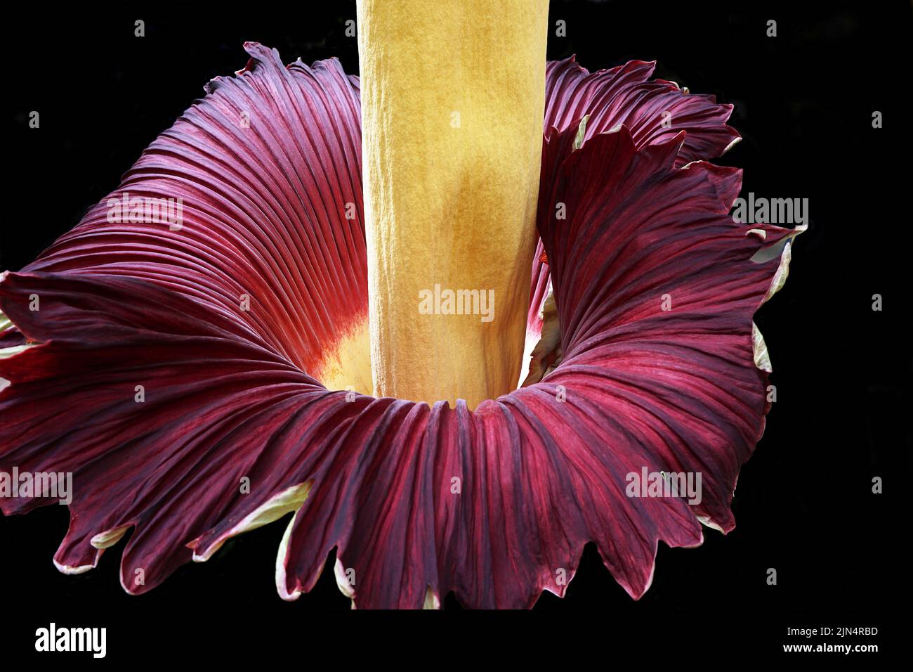 Amorphophallus titanum flowering.Giant arum.the inflorescence consists a fleshy spadix surrounded by a sheath-shaped bract or spatha.It can grow up to three meters.When opens,it spreads a scent of carrion.It occurs in the rainforests of Western Sumatra in semi-shaded areas. Stock Photo