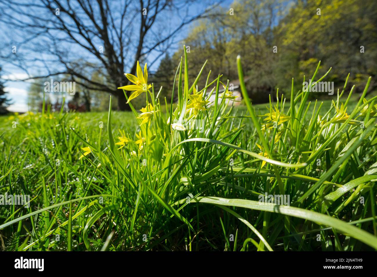 Least gagea (Gagea minima) flowering in an old park, springtime, Finland. Stock Photo