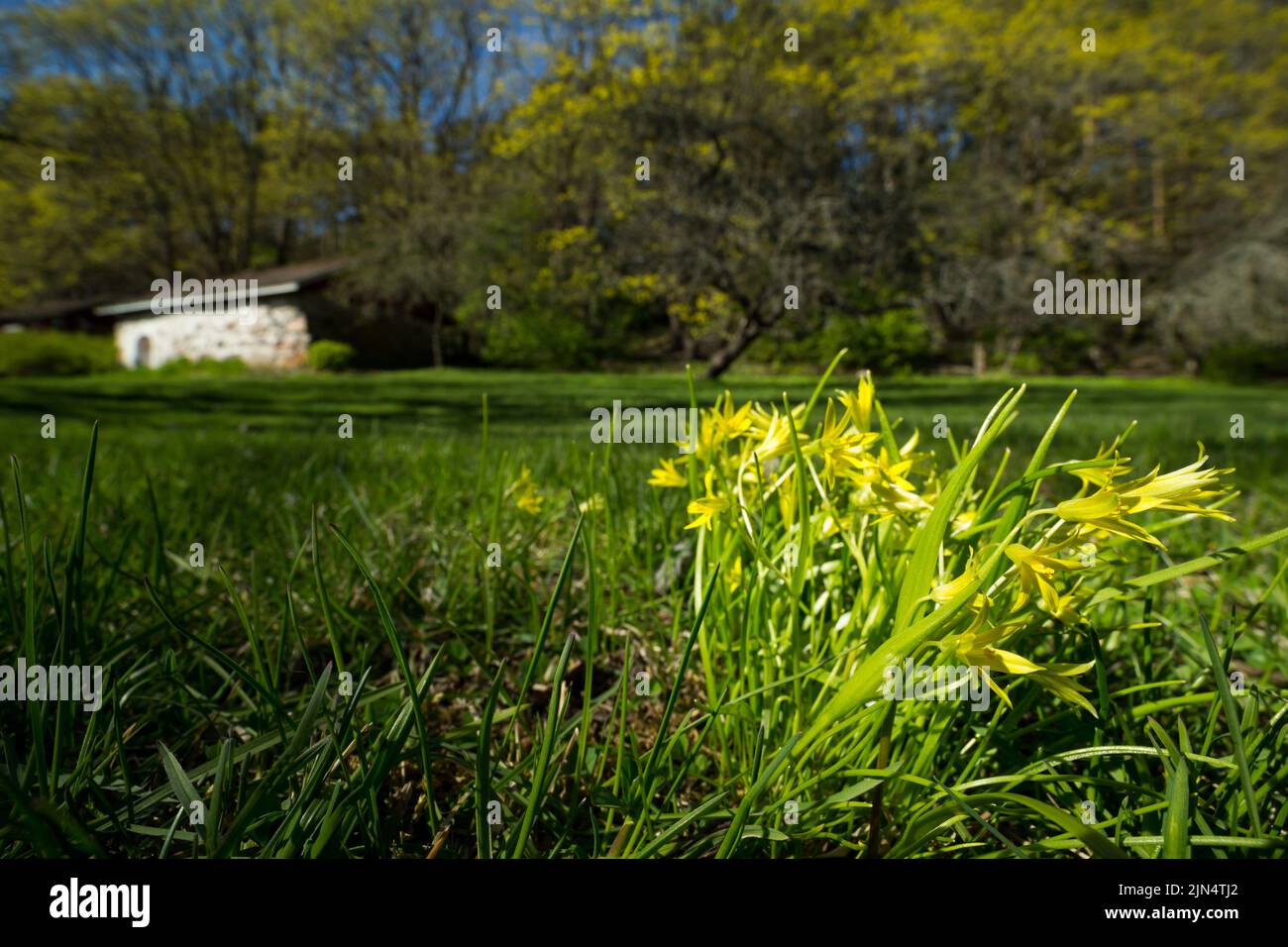 Least gagea (Gagea minima) flowering in an old park, springtime, Finland. Stock Photo