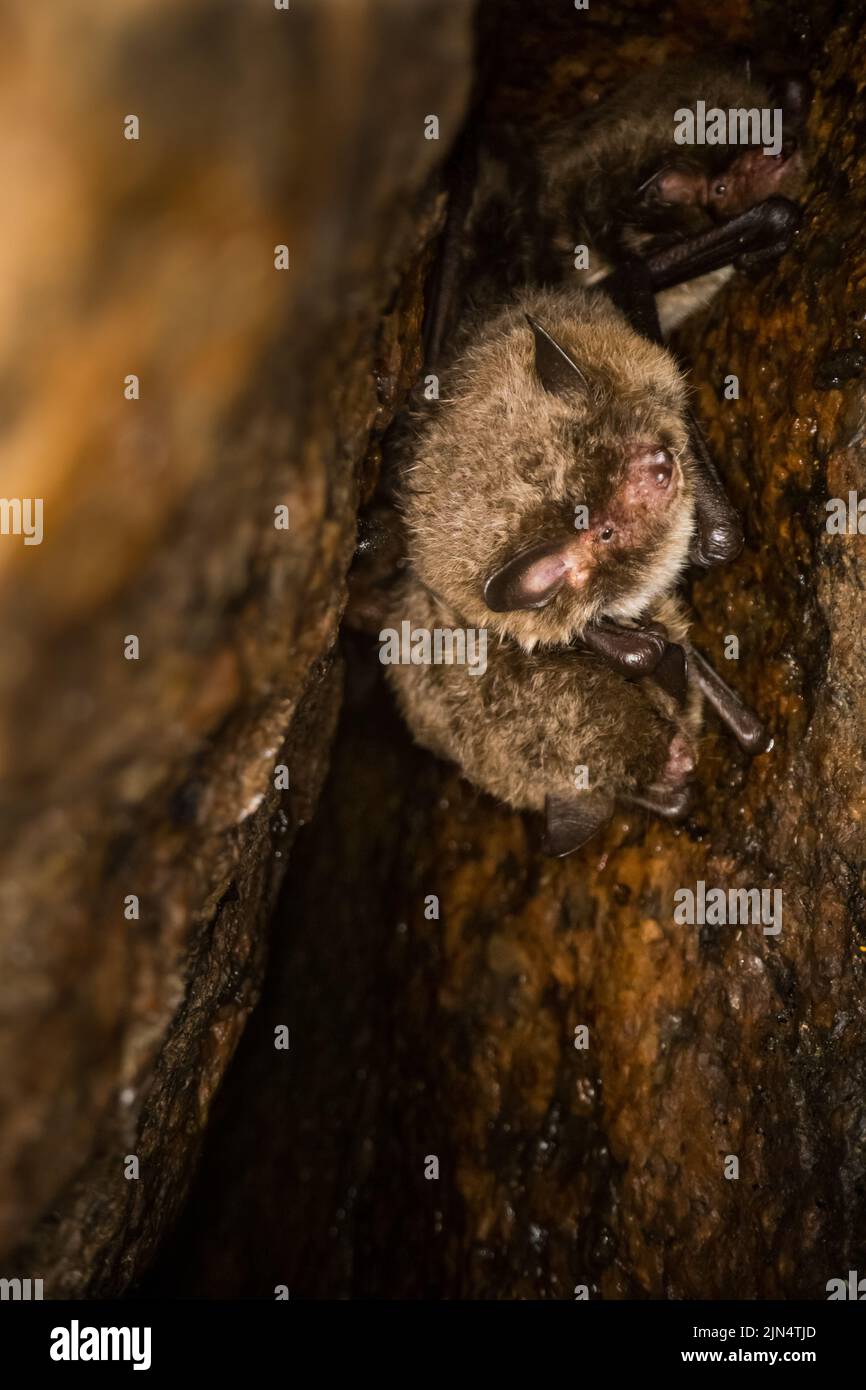 Summer colony of Daubenton's bats (Myotis daubentonii), a rocky cliff hole, wild Finland. Stock Photo