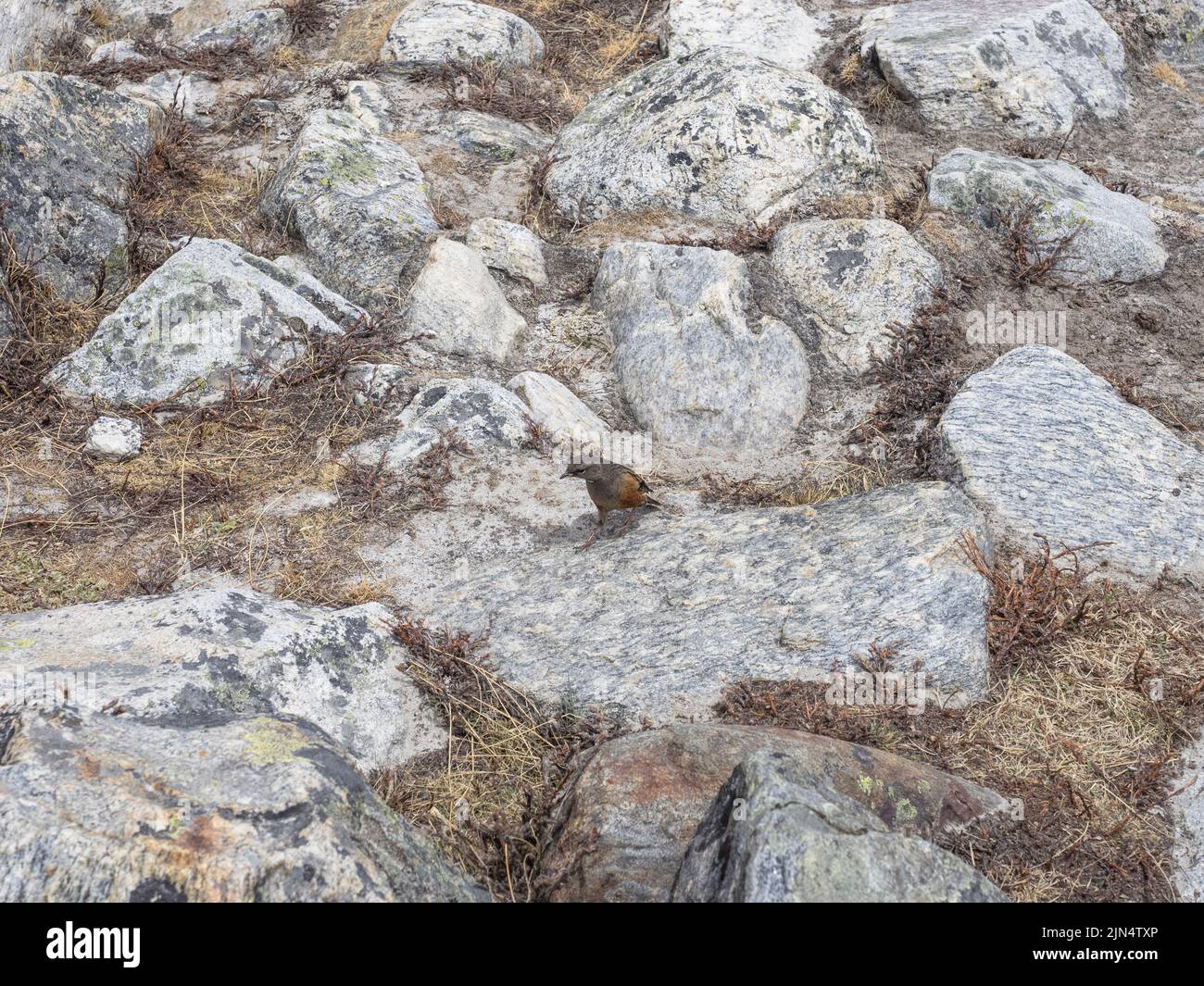 Alpine accentor (Prunella collaris)  on rocky ground, Lobuche, Khumbu Stock Photo