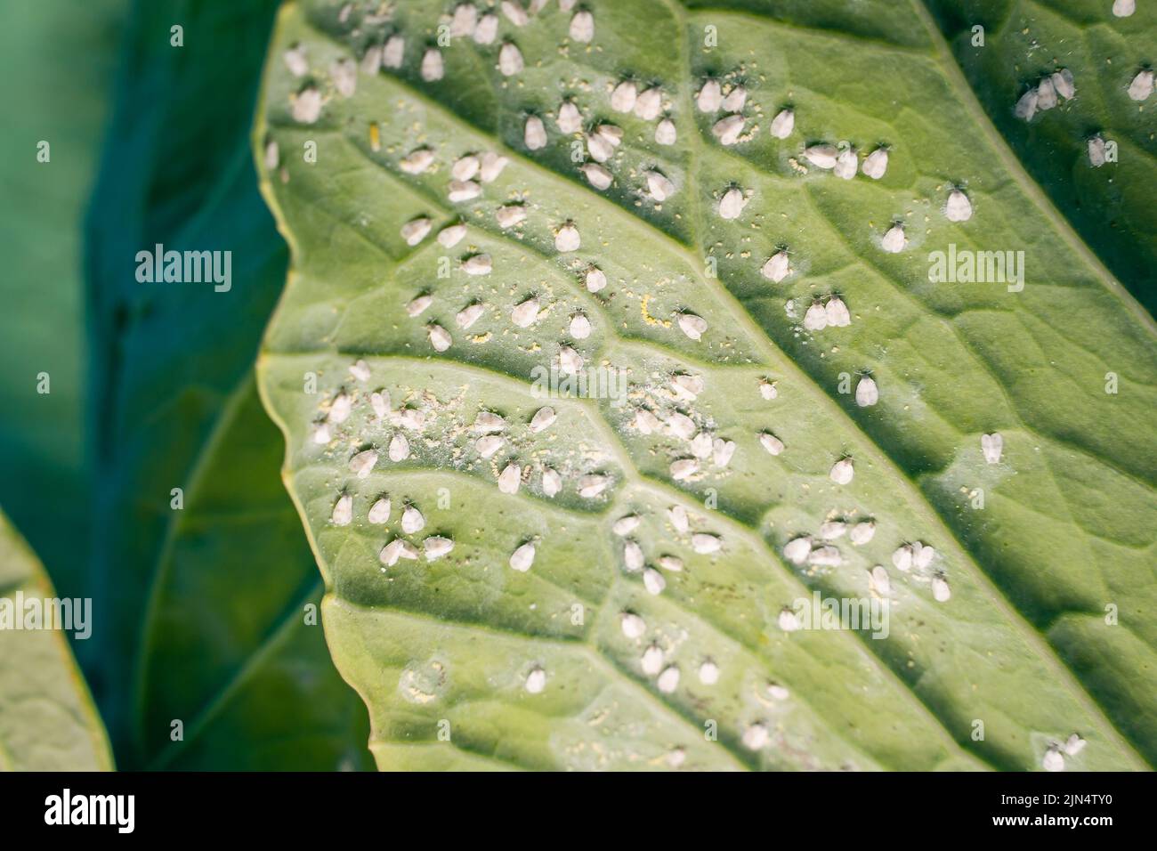 A lot of white flies covered a leaf of a growing white cabbage close-up. Whiteflies on the underside of green cabbage Stock Photo