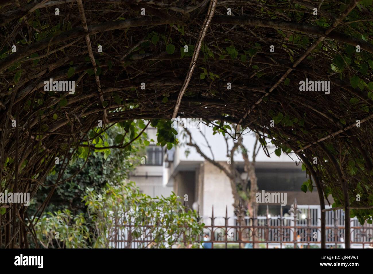 Climbing rose arch hi-res stock photography and images - Alamy