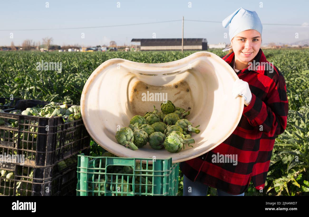 Woman harvesting ripe artichoke buds in basket Stock Photo - Alamy