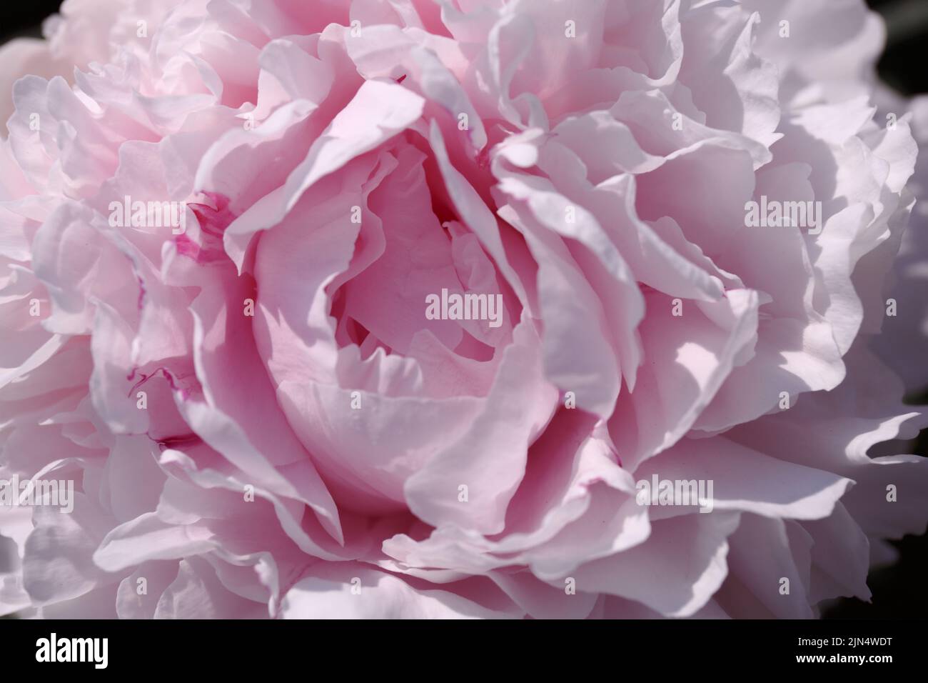 Close-up. Pink peony macro,  petals of a pink peony flower. Banner. Blooming peonies with a double flower texture. Pale pink blooming. Delicate abstra Stock Photo