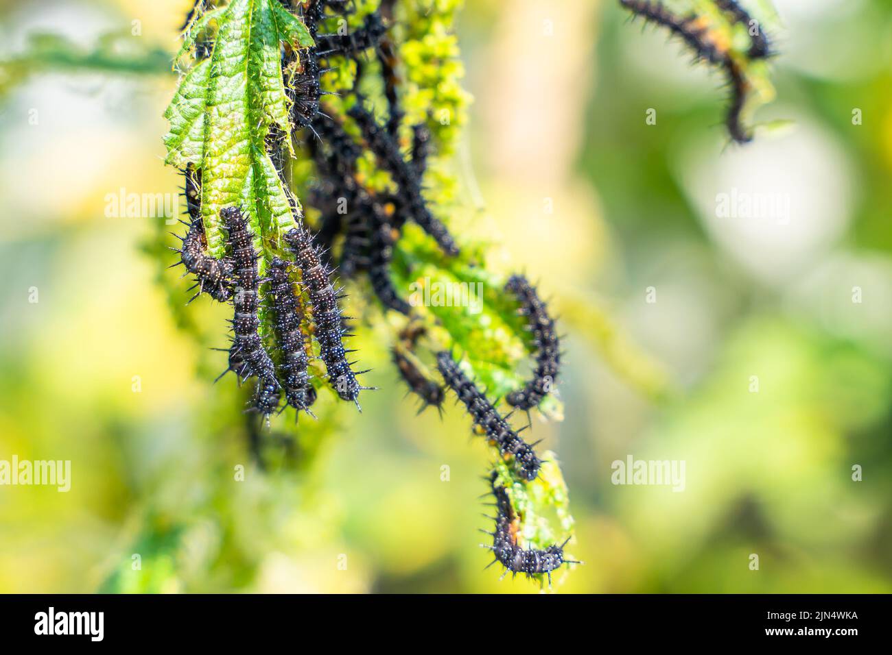 Nettle leaves close-up being eaten by black caterpillars with thorns