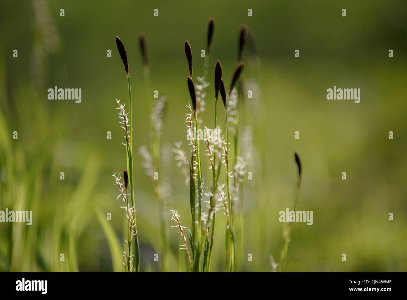 Carex cespitosa. Sedge. Young green grass. Flowering fluffy spikelets of sedge. Spring grass, weed on a blurry natural background Stock Photo