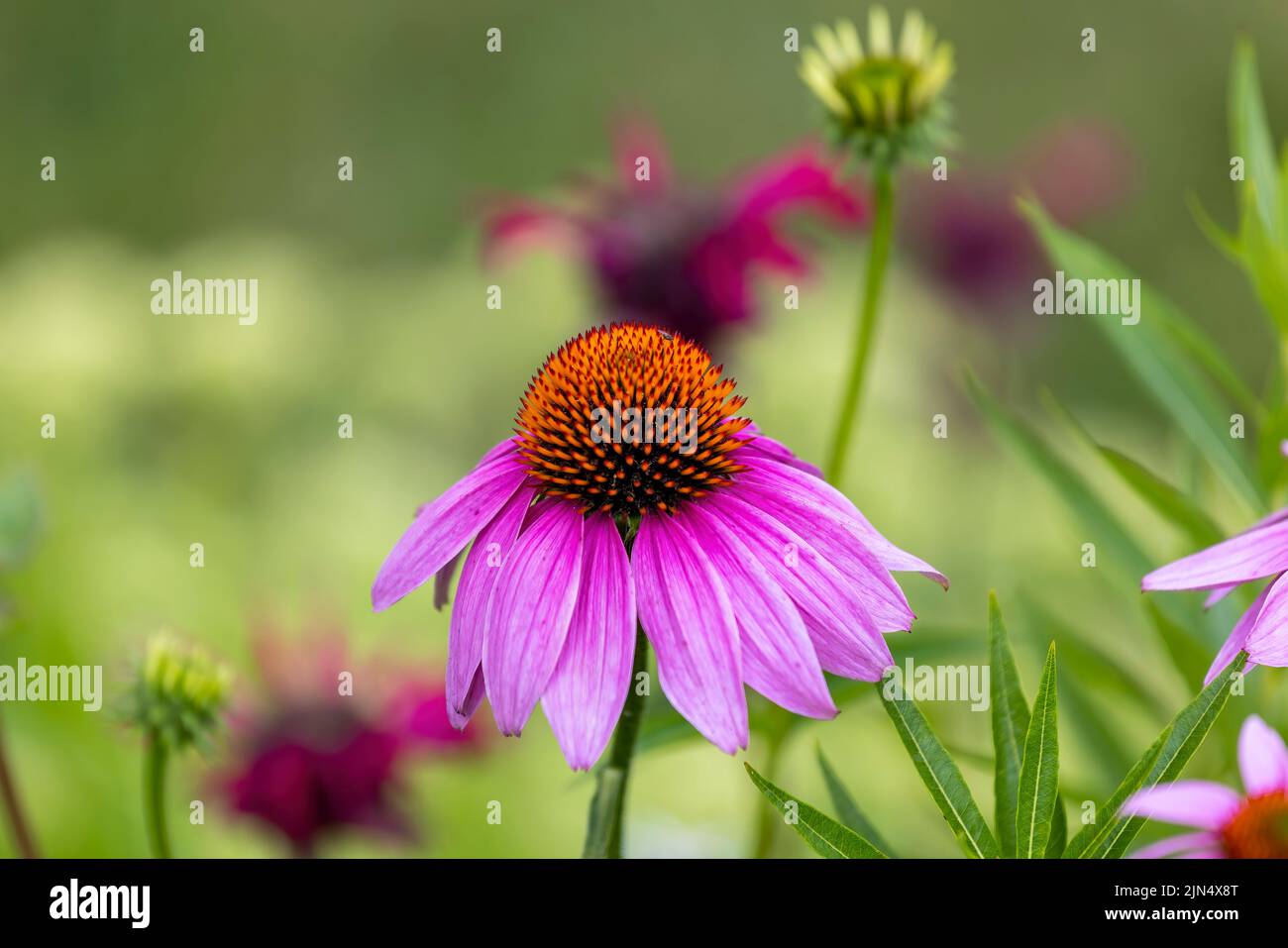 Flowers which are commonly called coneflowers (Echinacea). The pale