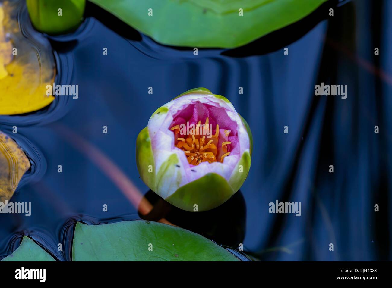 Developing water lilies . Water lilies are rooted in soil in bodies of