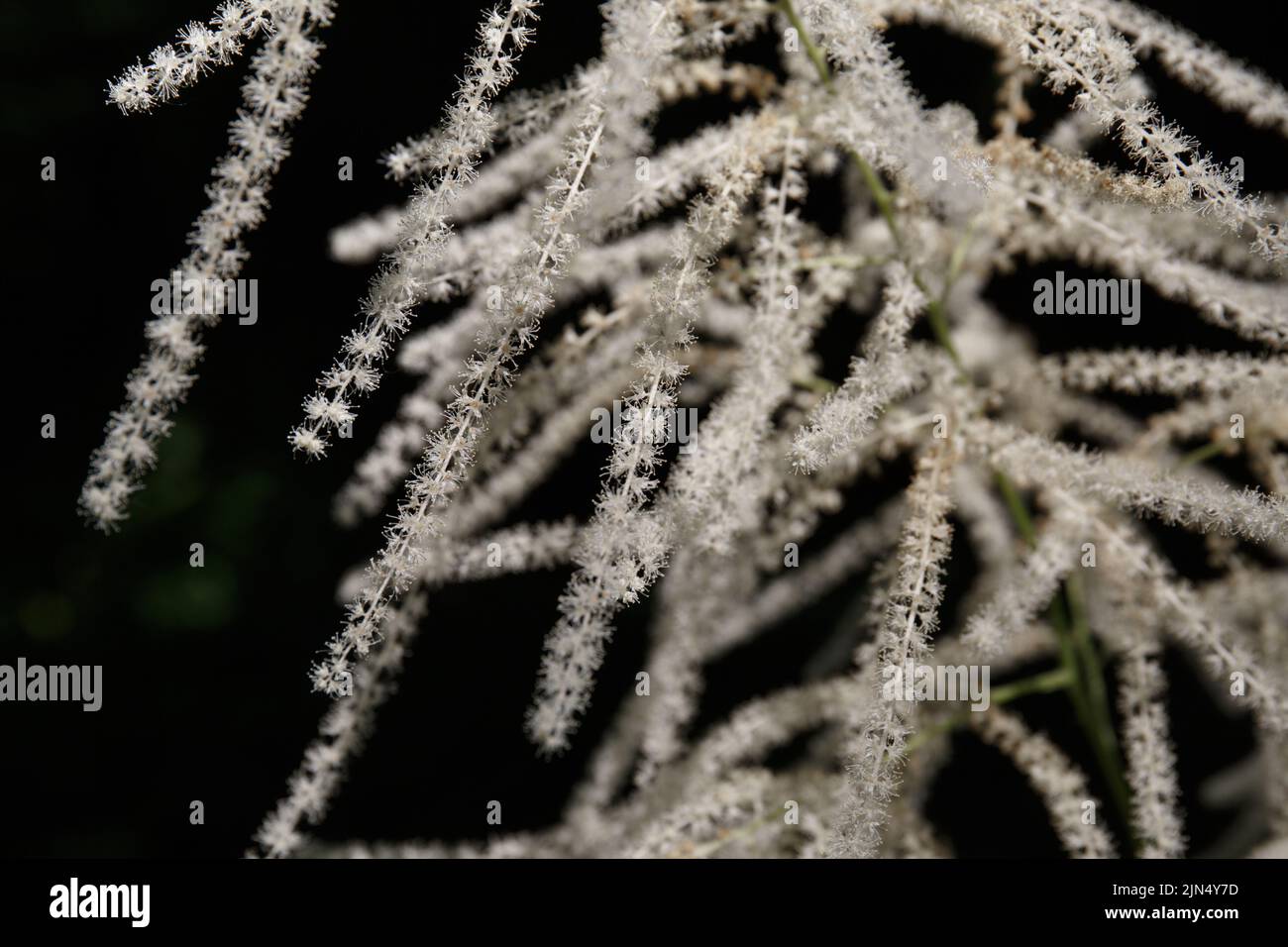 Aruncus dioicus, buck's-beard or bride's feathers, known as goat's beard, a flowering herbaceous perennial plant. selective focus Stock Photo