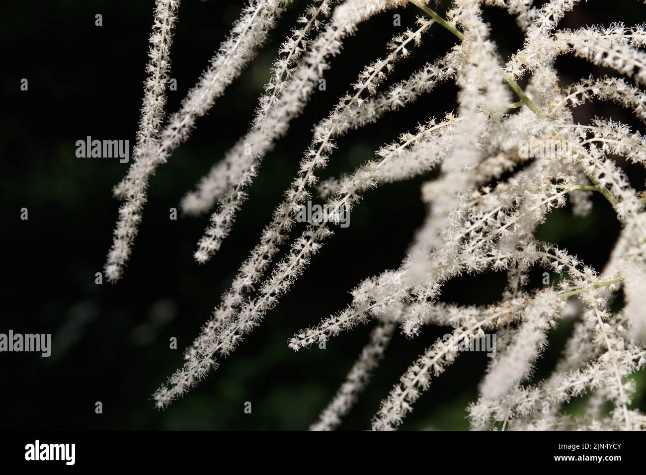 Aruncus dioicus, close-up, selective focus, known as goat's beard, buck's-beard or bride's feathers, a flowering herbaceous perennial plant Stock Photo