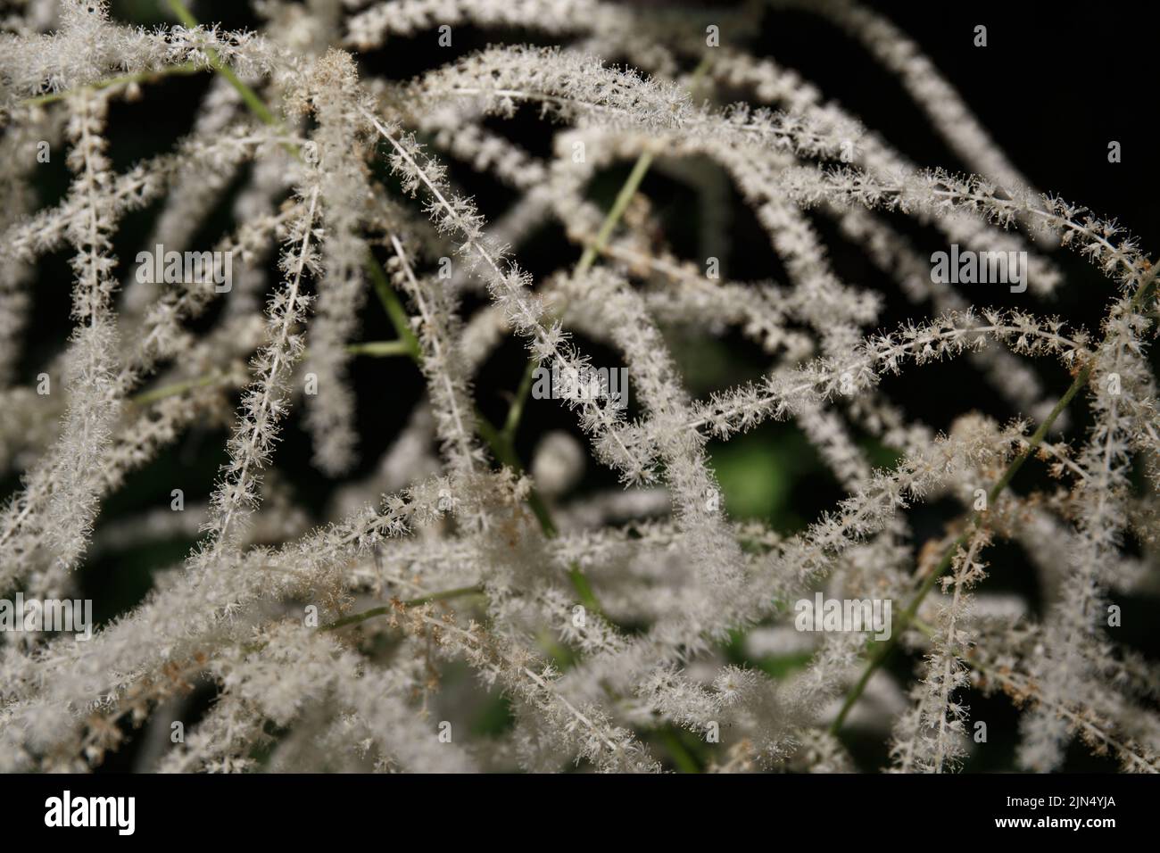 Aruncus dioicus, known as goat's beard, buck's-beard or bride's feathers, a flowering herbaceous perennial plant. close-up, selective focus Stock Photo