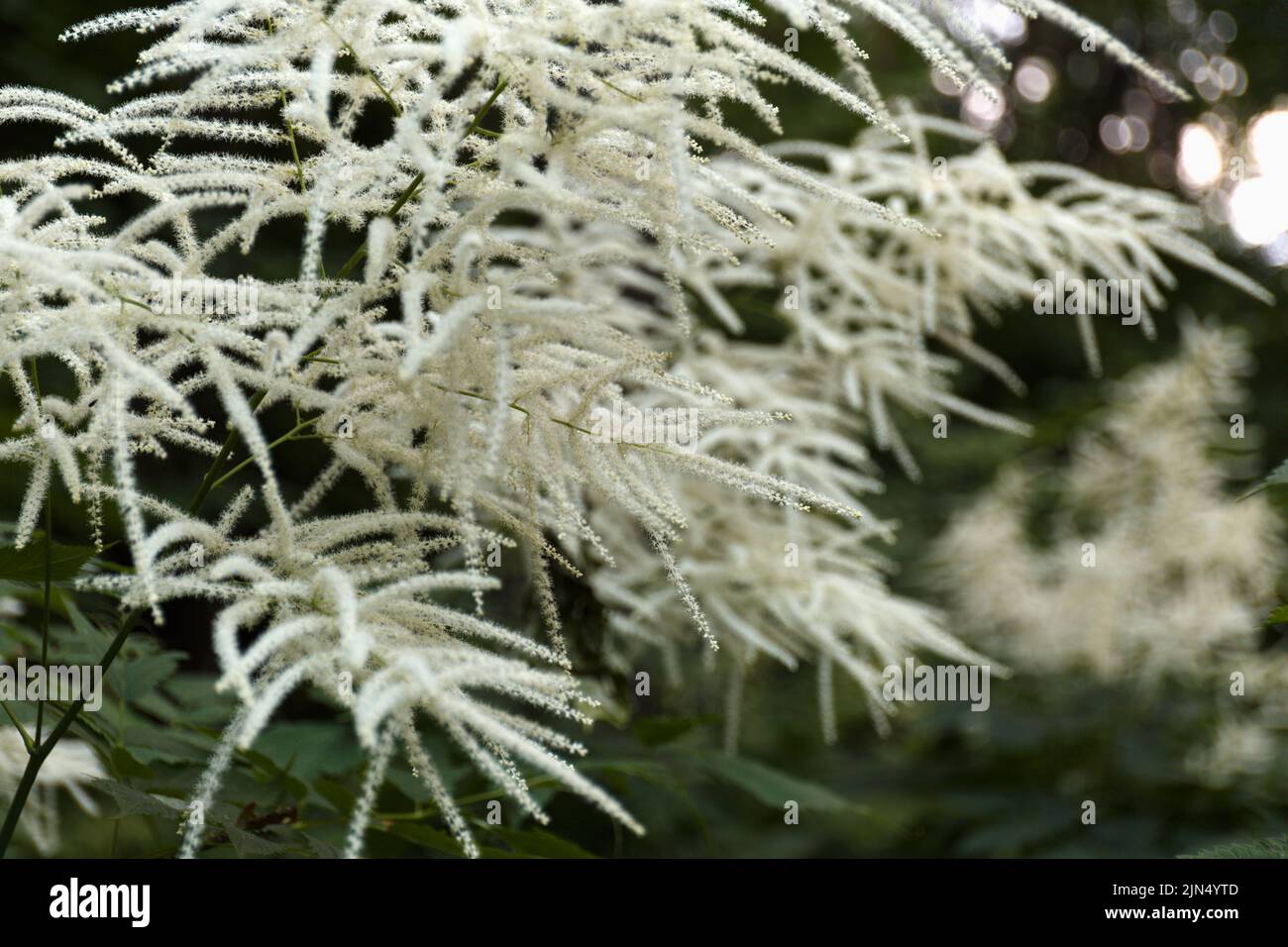 Aruncus dioicus, known as goat's beard, buck's-beard or bride's feathers, a flowering herbaceous perennial plant Stock Photo