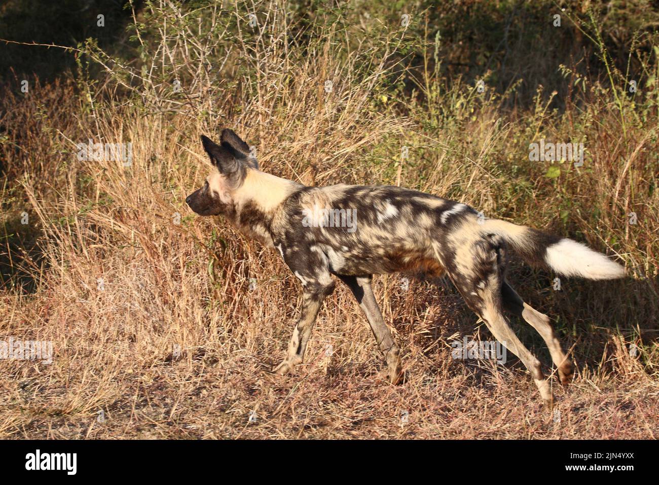 Afrikanischer Wildhund / African wild dog / Lycaon pictus Stock Photo
