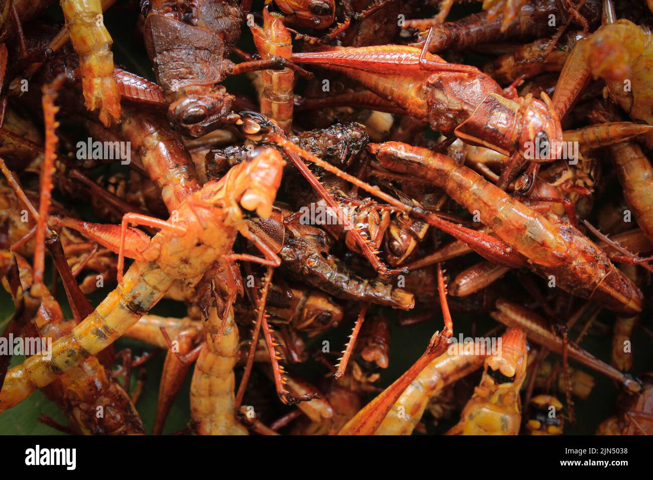 fried grasshopper or belalang goreng is traditional food from southeast asia, served with sambal, onion, garlic, chili on wood background Stock Photo