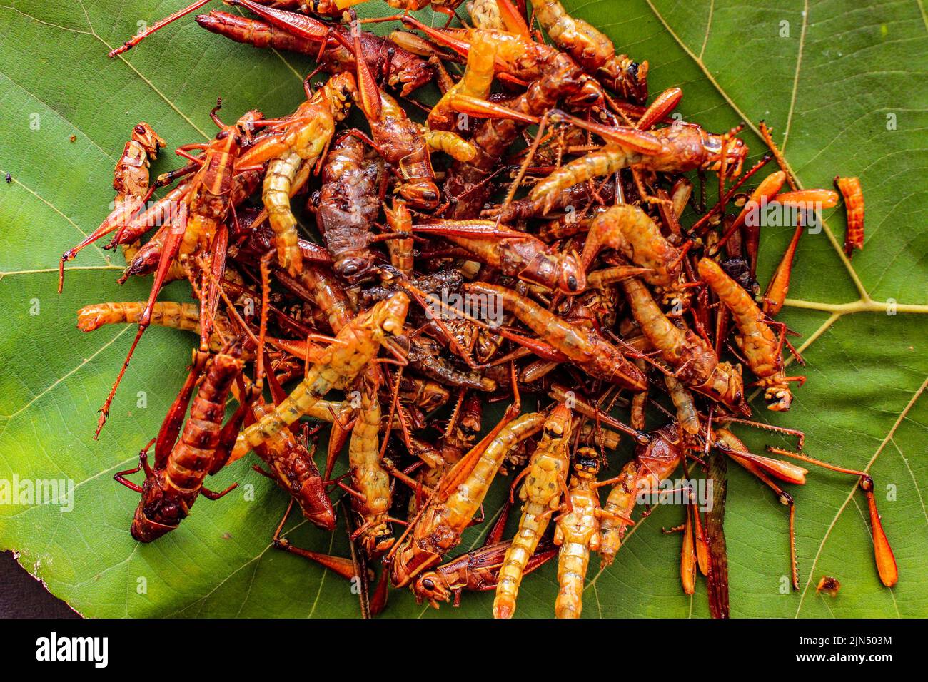 fried or belalang goreng is traditional food from southeast