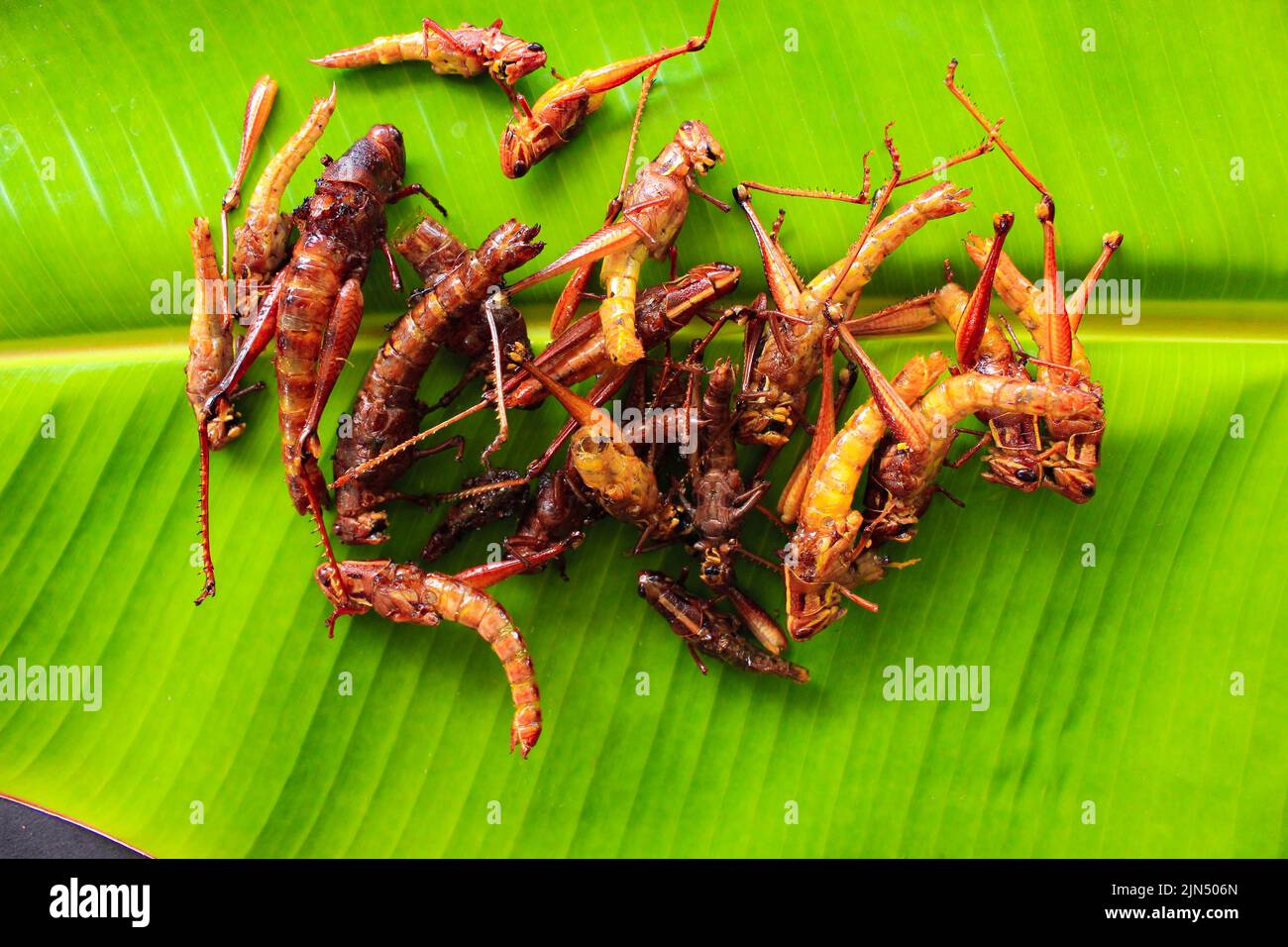 fried or belalang goreng is traditional food from southeast