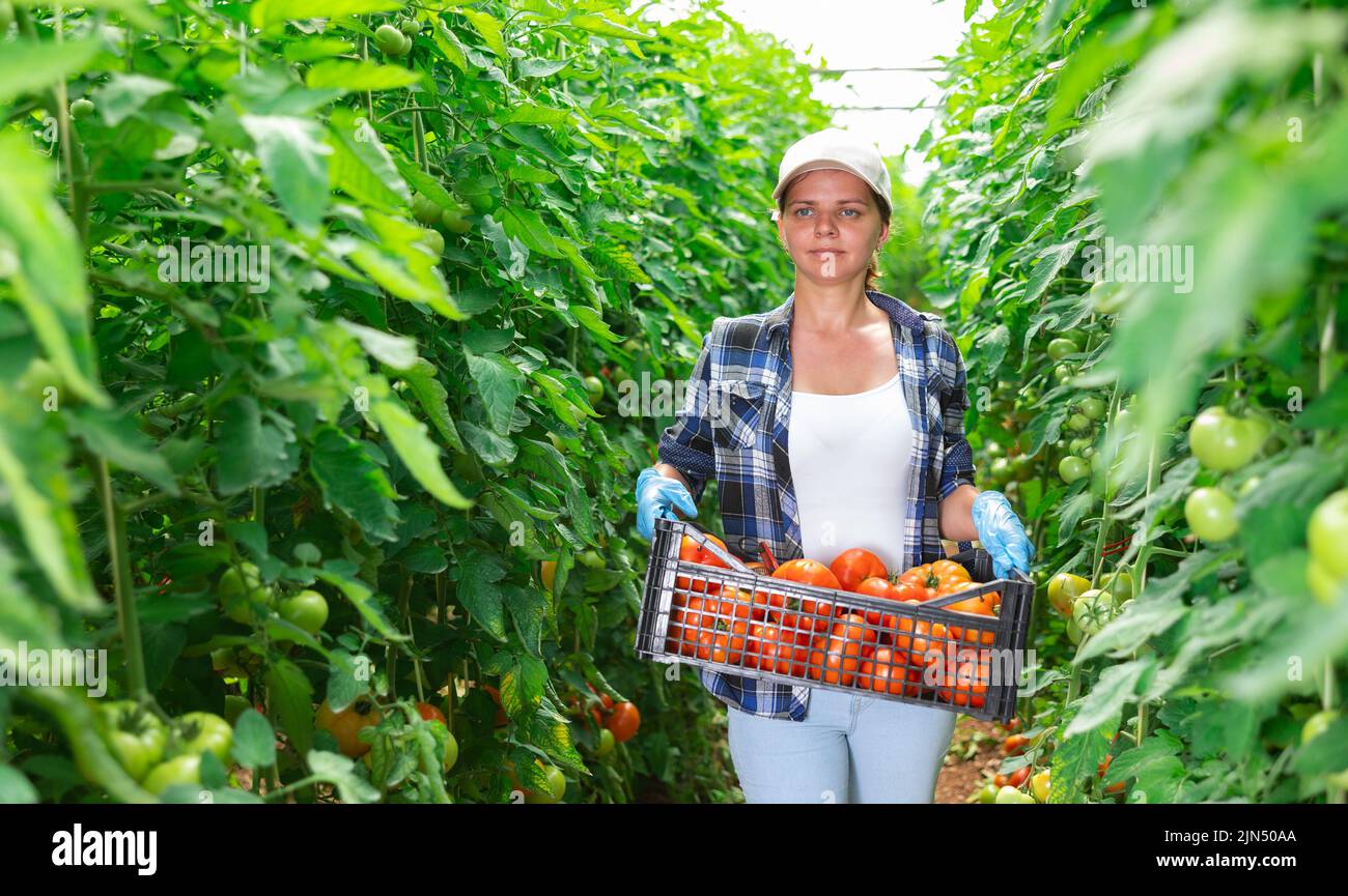 Woman gardener carrying crate of tomatoes Stock Photo - Alamy