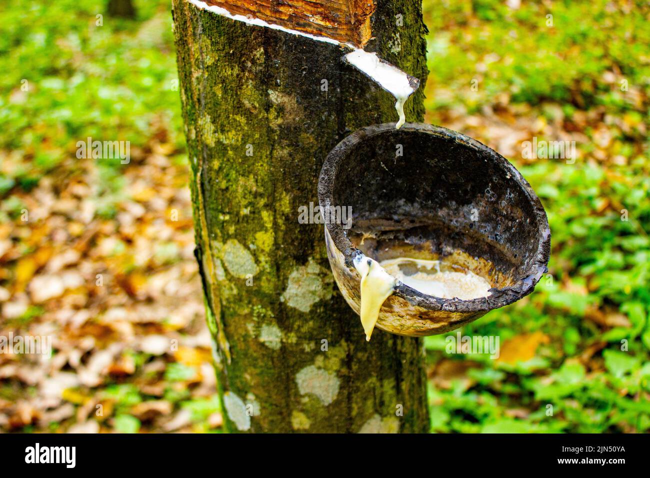 natural Milky latex extracted from rubber trees plantation as a source of natural rubber in field Stock Photo