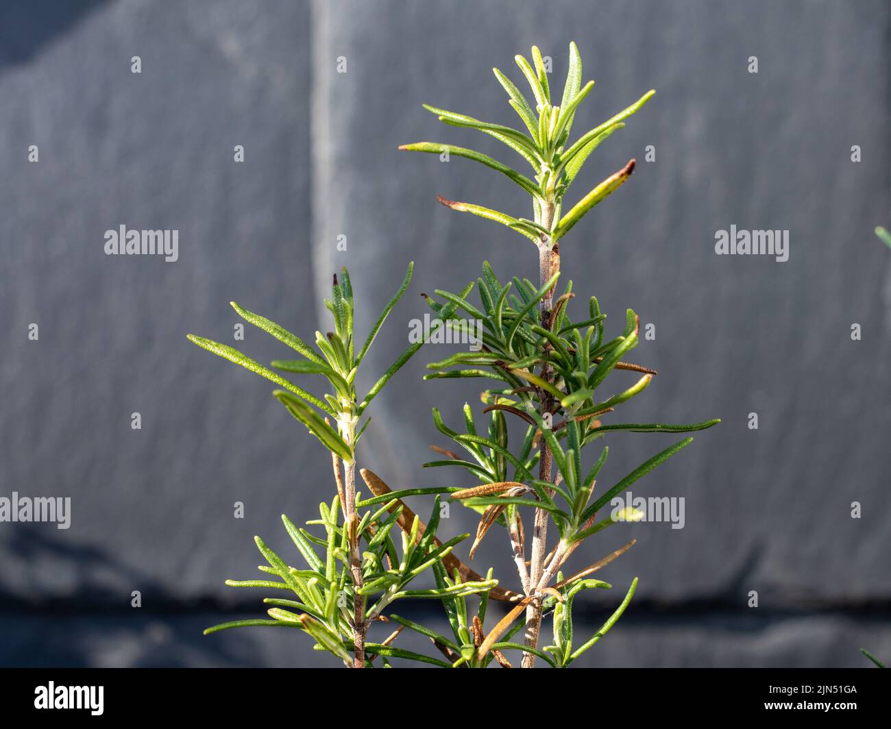 selfcultivated rosemary in a raised bed in summer Stock Photo Alamy