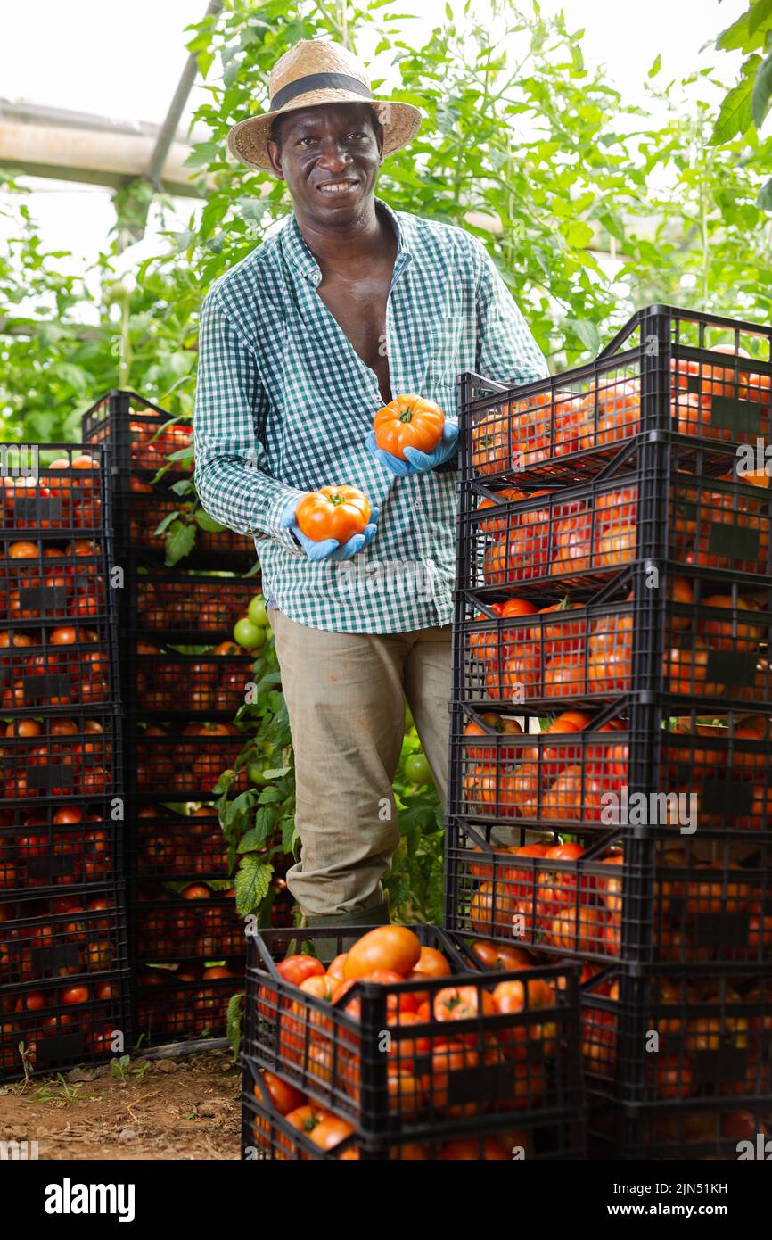 Farmer demonstrating harvest of ripe tomatoes in greenhouse Stock Photo ...