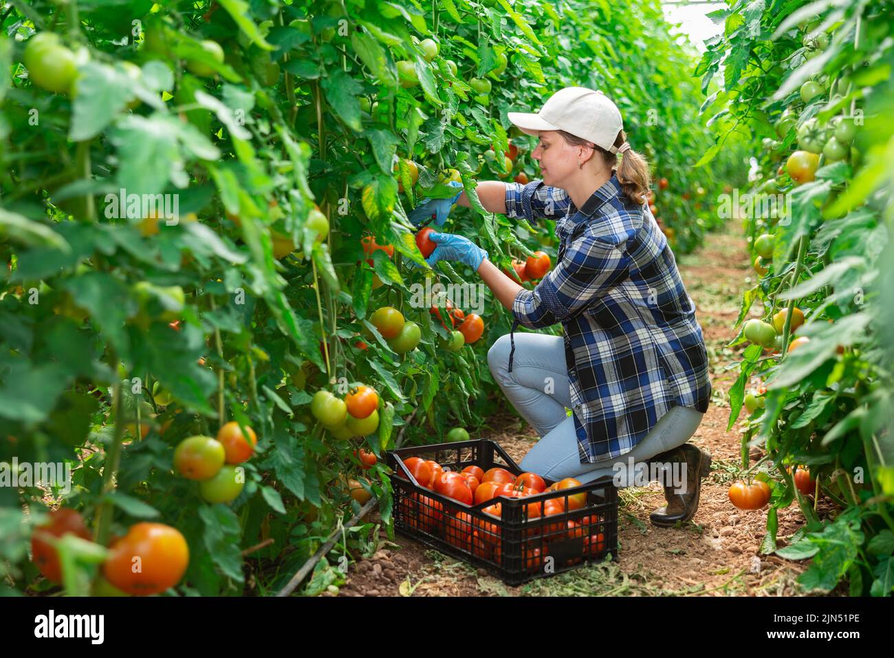 Woman farmer hand harvesting crop of ripe red tomatoes in greenhouse ...