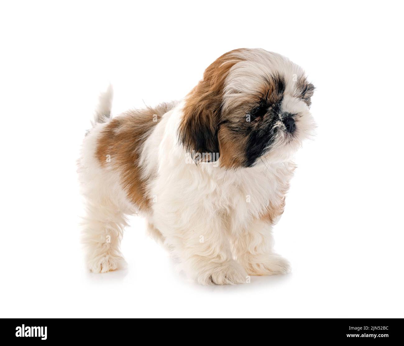 puppy Shih Tzu in front of white background Stock Photo