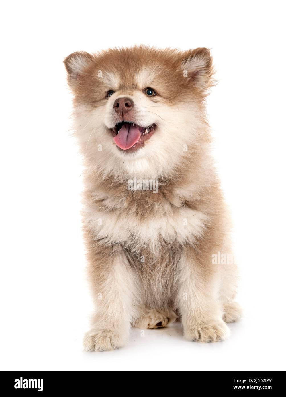 puppy Finnish Lapphund in front of white background Stock Photo