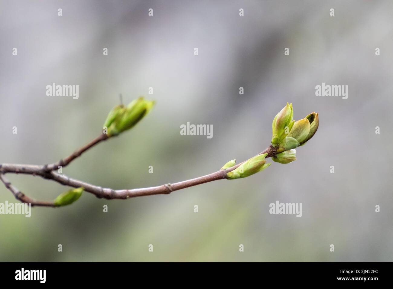 Young tree branch with buds close-up on sunny spring day with blurred background. New leaves growing on branches Stock Photo