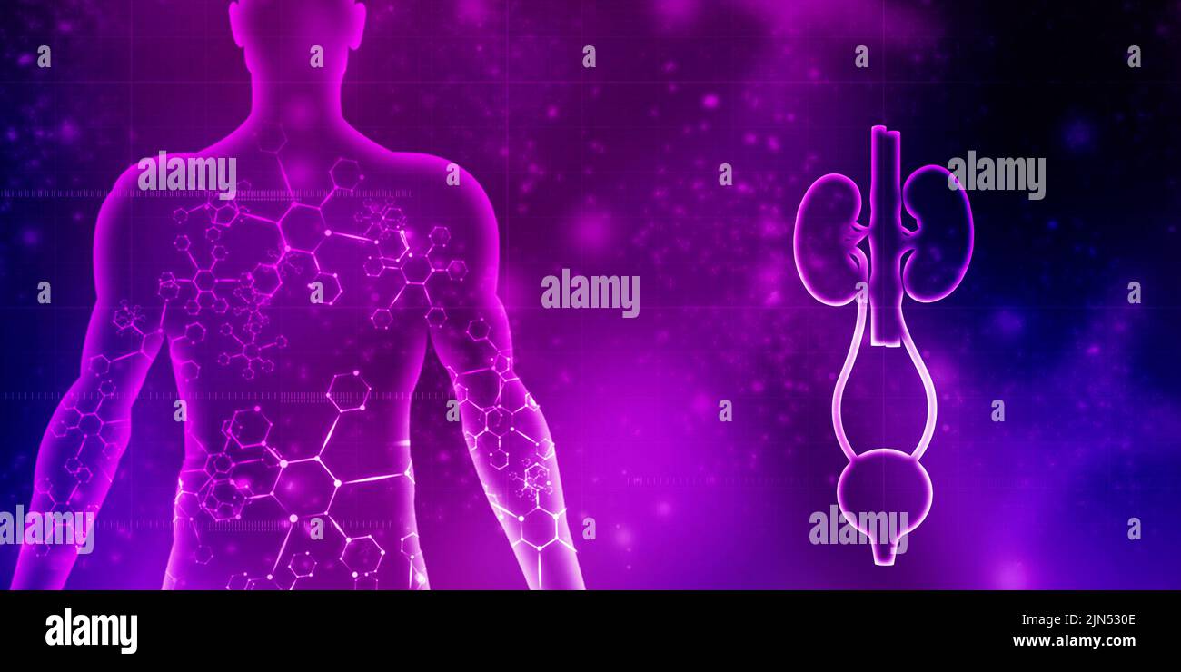 2d rendering human healthy kidneys Stock Photo