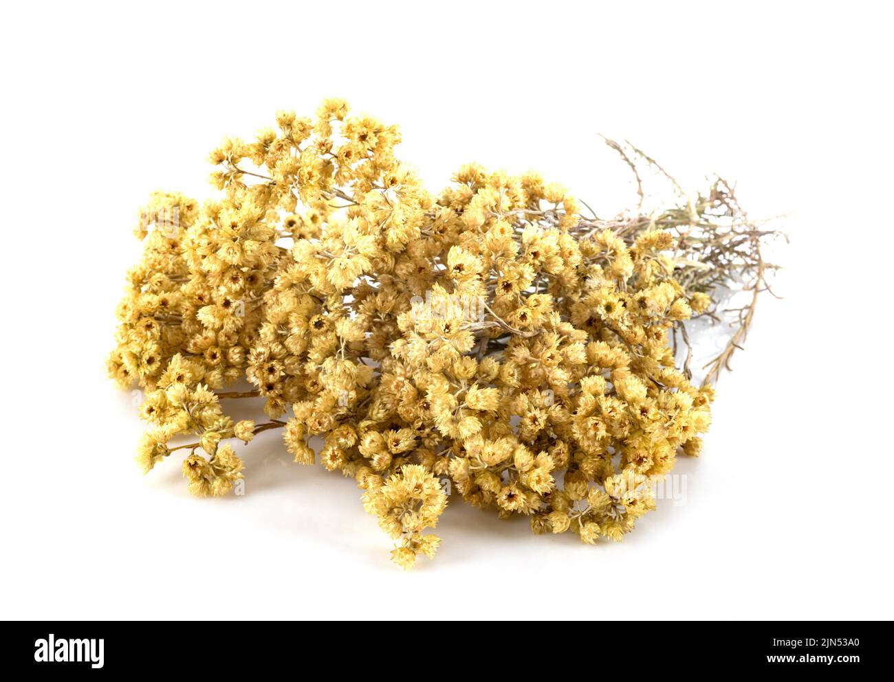 branch of Helichrysum in front of white background Stock Photo
