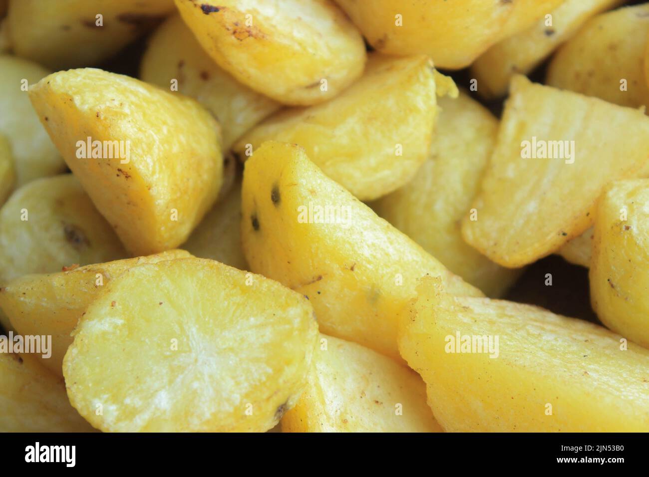 Fresh organic potato stand out among many large background potatoes in the field . Heap of potato root. Close-up potatoes texture. Stock Photo