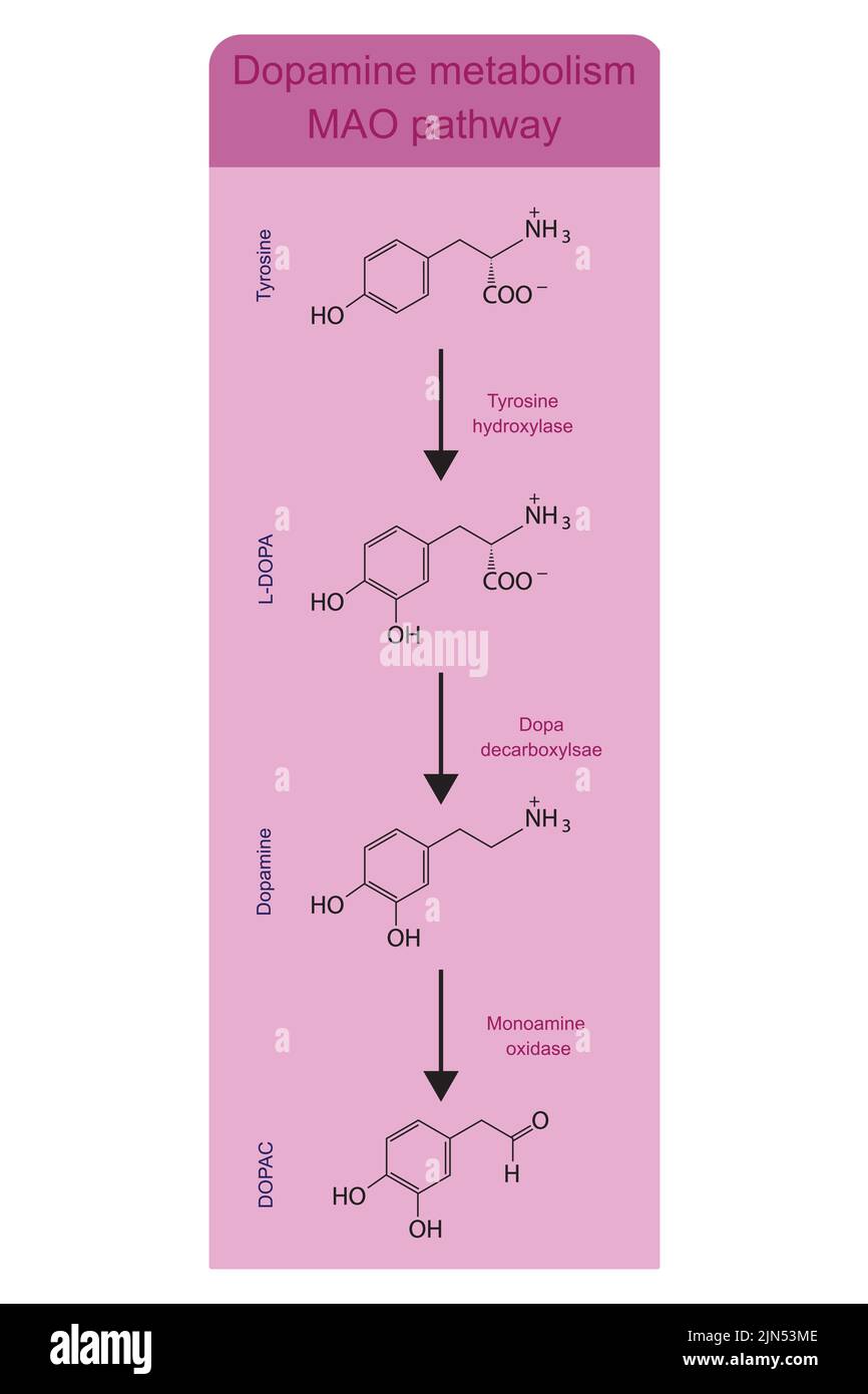 Dopamine metabolism MAO (monoamine oxidase) pathway - biotransformation of Tyrosine to L-DOPA, Dopamine and DOPAC. Pink background infographic. Stock Vector