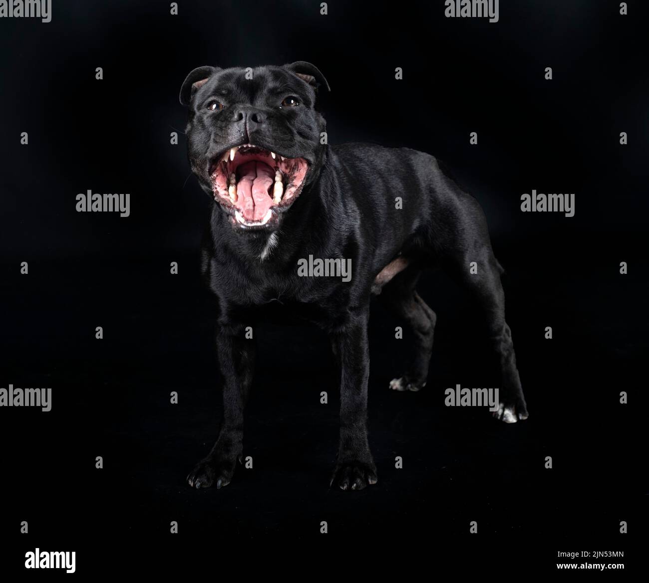staffordshire bull terrier in front of black background Stock Photo