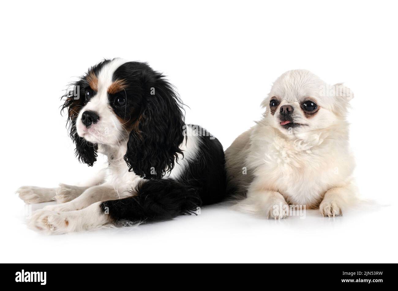 puppy cavalier king charles and chihuahua in front of white background Stock Photo