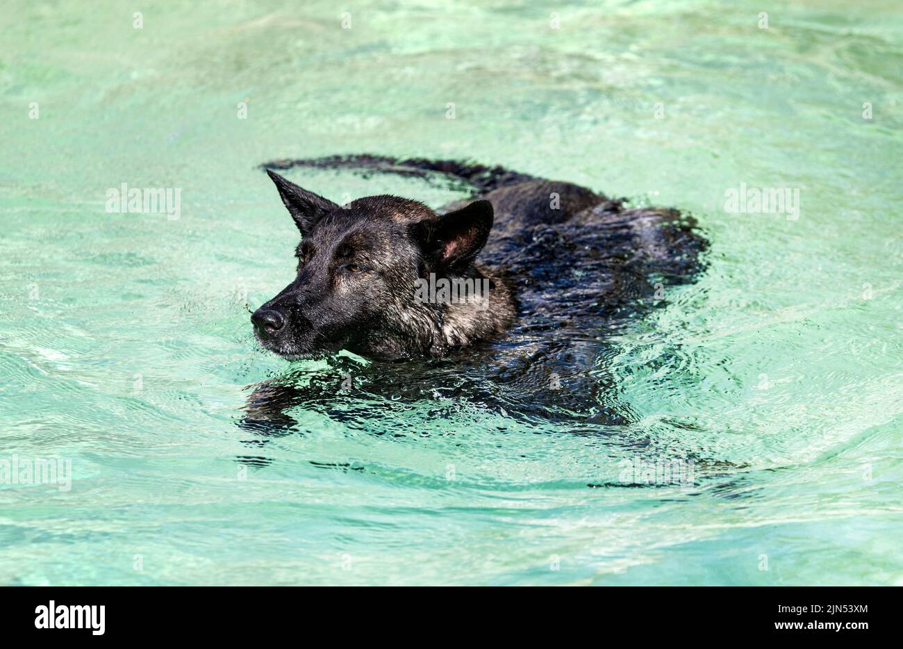 Dutch Shepherd swimming in a swimming pool in summer Stock Photo
